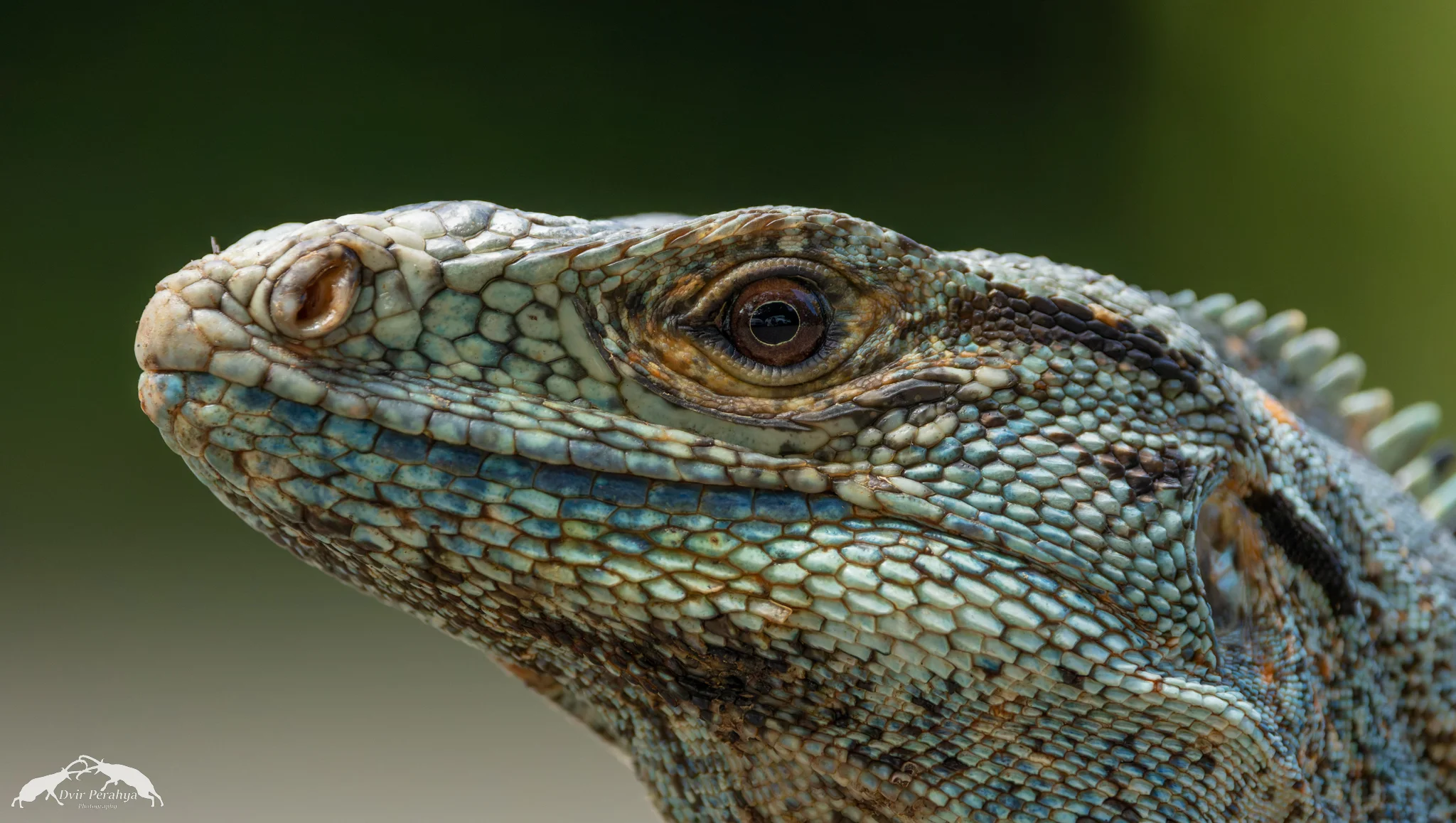 Iguana, Manuel Antonio